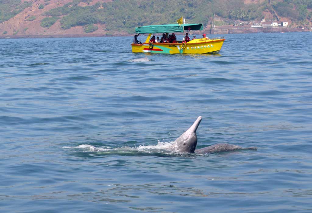 Dolphin Watching in Brijghat